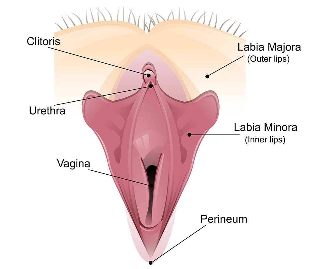 Vaginal detailed diagram