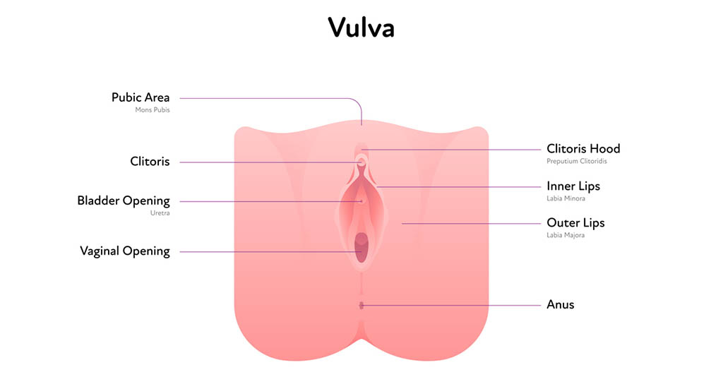 Understanding the Vulva